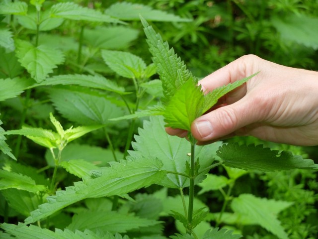 Brennnesselpfluecken