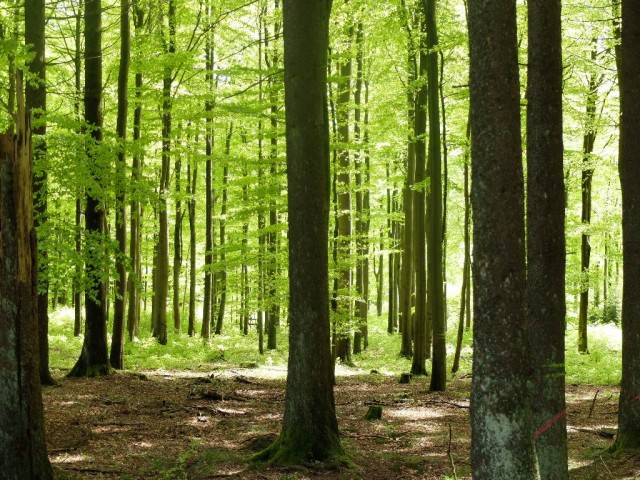 Erbeskopf_Fruehlingswald