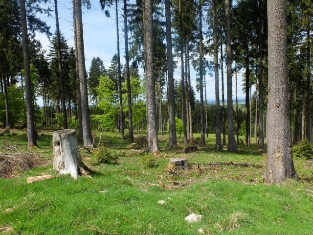 Erbeskopf_Tannenwald