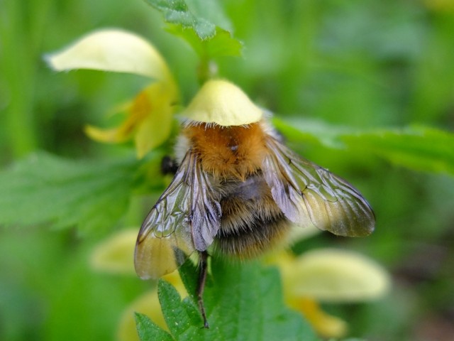 Gelber_Hohlzahn_mit_Hummel