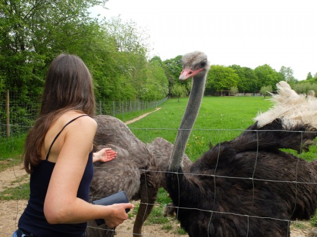 Kontakt_mit_Straussen