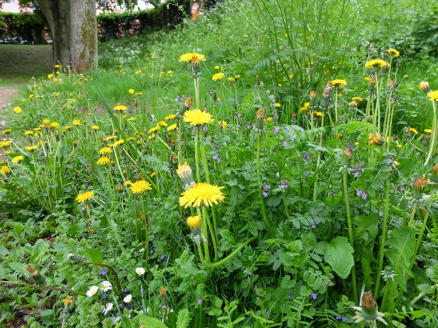 Loewenzahn_Taubnesseln_Wicken