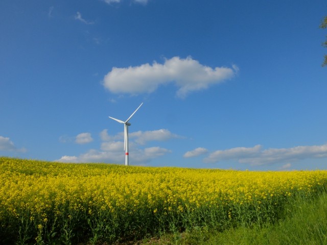 Rapsfeld_und_Windrad