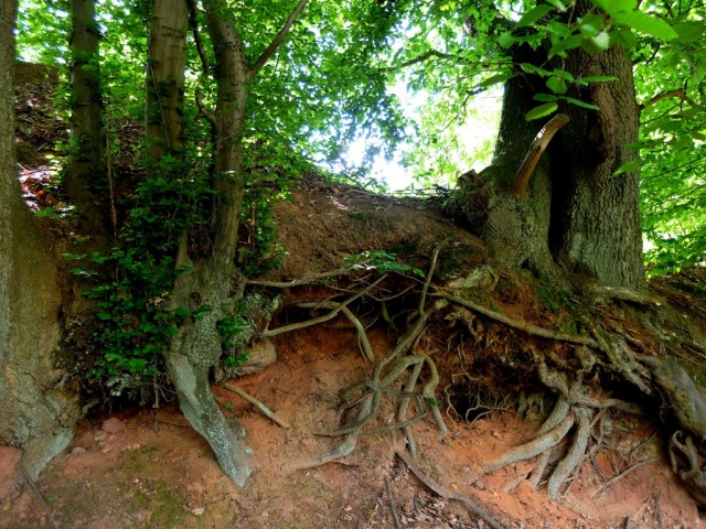 Schluchtenpfad_Baumwurzel