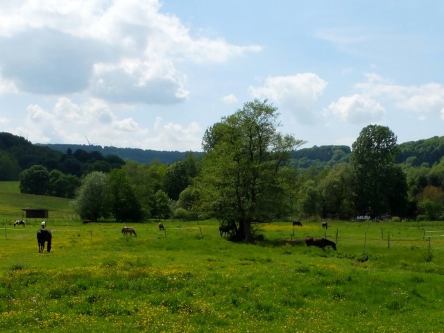 Schluchtenpfad_Pferdeweide