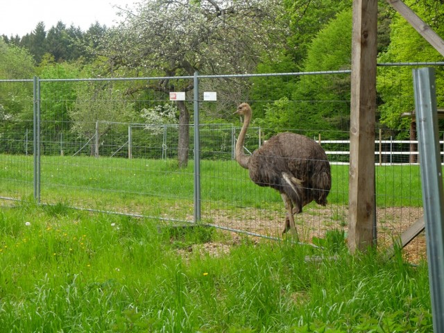 Straussengehege