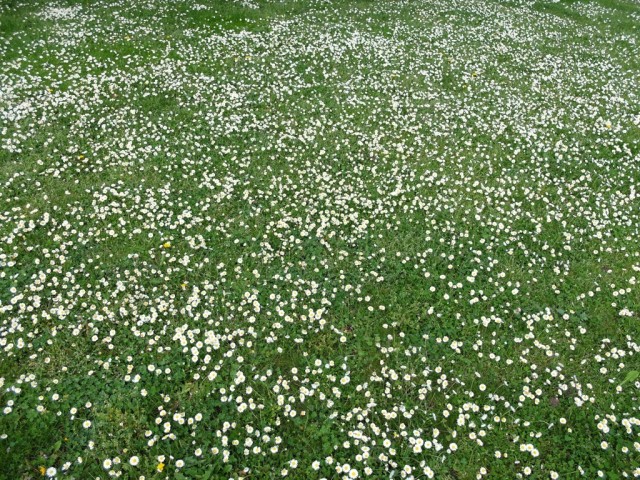 Wiese_mit_Gaensebluemchen