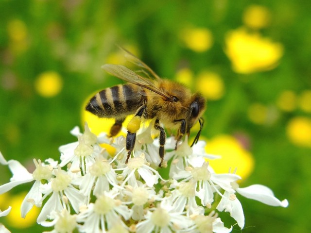 Biene_mit_Pollenhoeschen