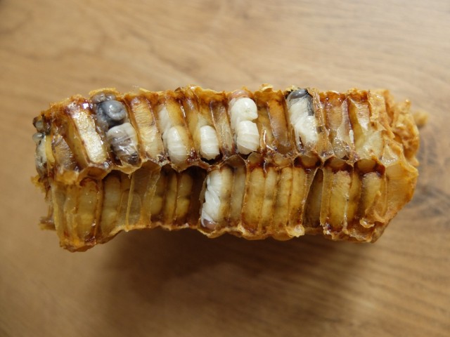 Drohnenbrut_verschiedene_Stadien