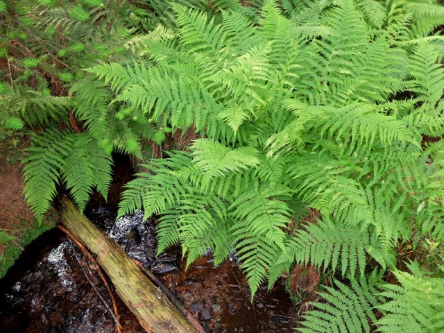 Farn_am_Bach