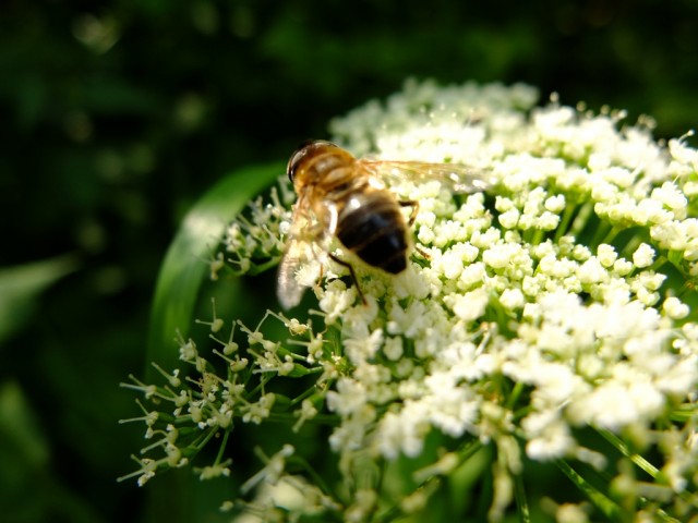 Giersch_Bluete_mit_Biene