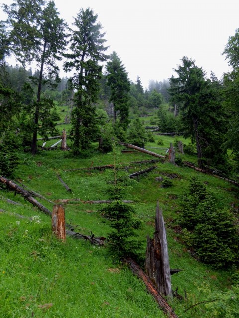 Hirschkopf_Windbruch