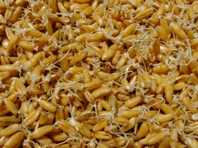 Kamut_Keimlinge