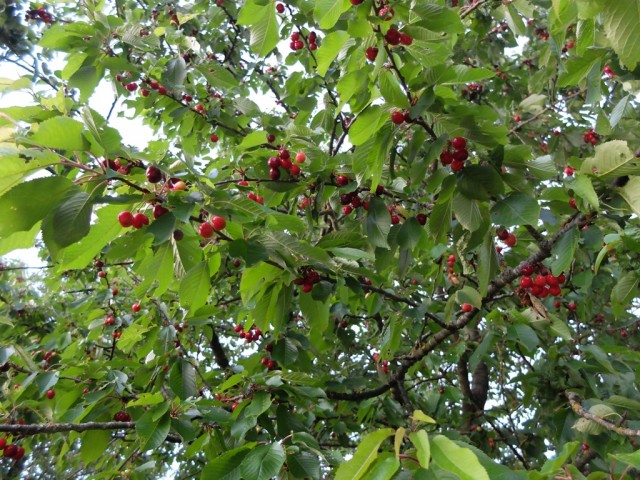 Kirschen_am_Baum