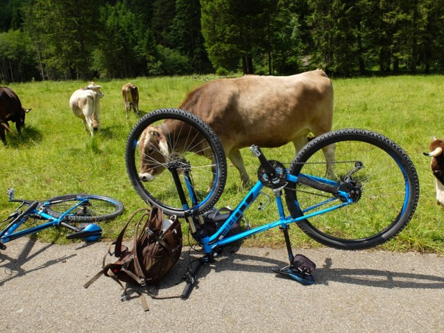 Kuehe_und_Fahrraeder