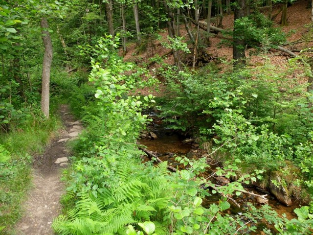 Pfad_durch_Wahnbachtal