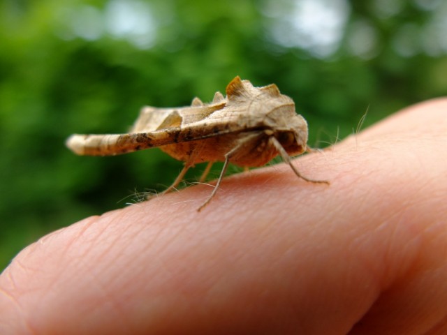 Schwaermer_Seitenansicht