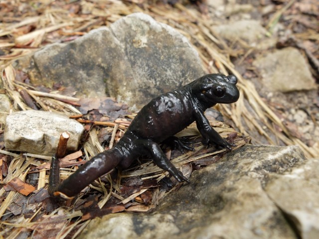 Schwarzer_Salamander