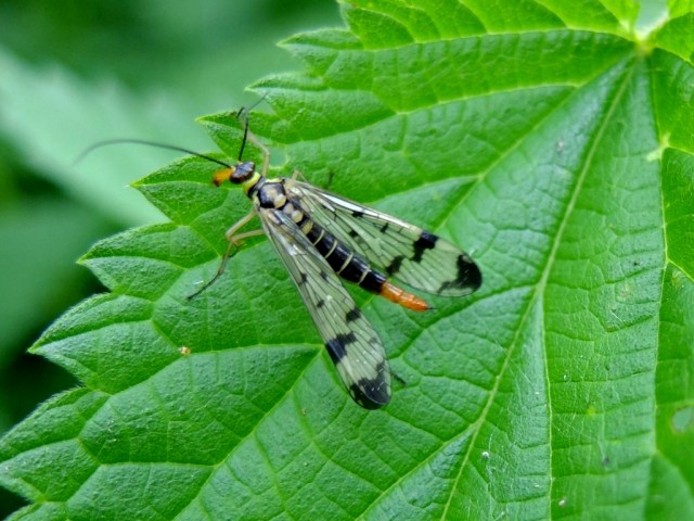 Skorpionsfliege