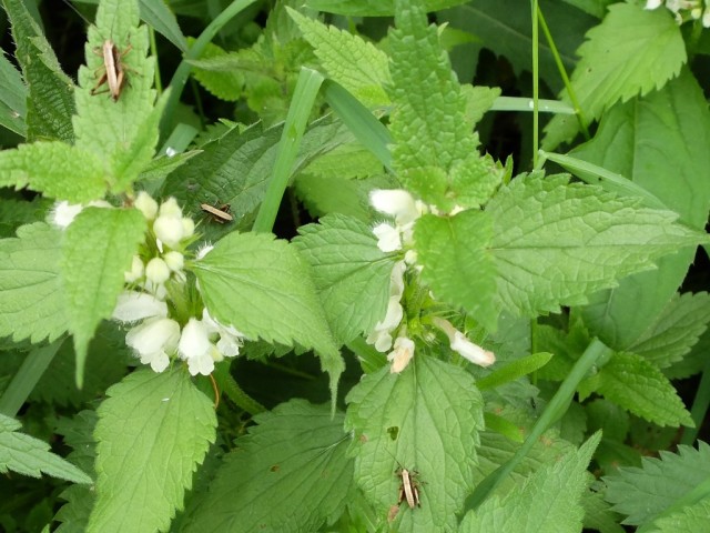 Taubnessel_mit_Schrecken