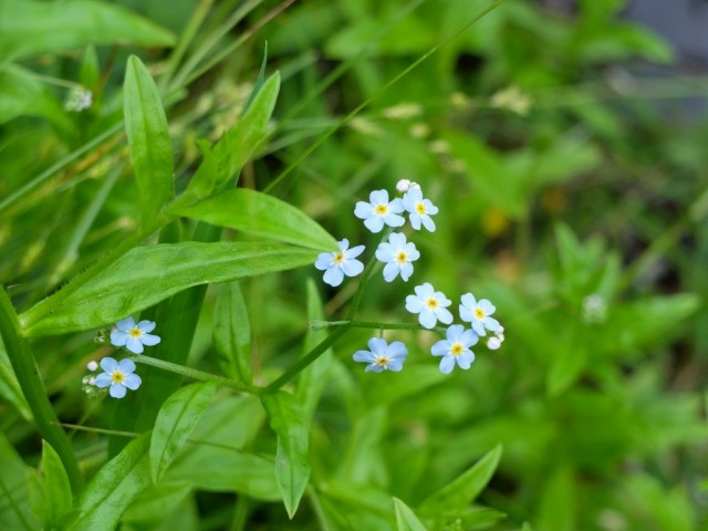 Vergissmeinnicht_Blueten_Blaetter