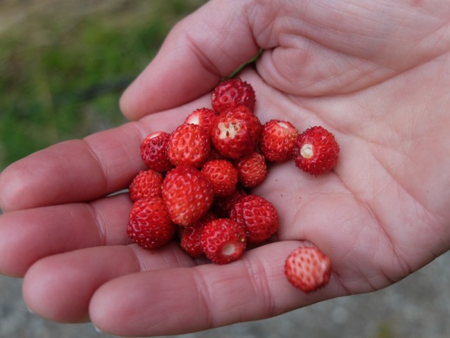 Walderdbeeren