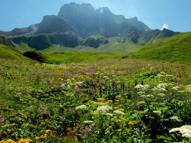 Alpenblumen