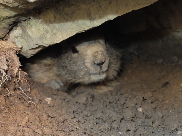 Murmeltier_unterm_Stein