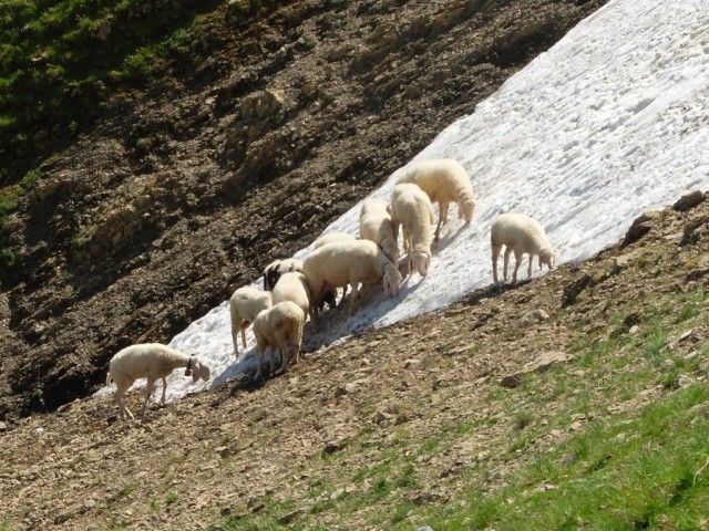 Schafherde_am_Schneefeld