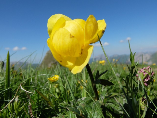 Trollblume