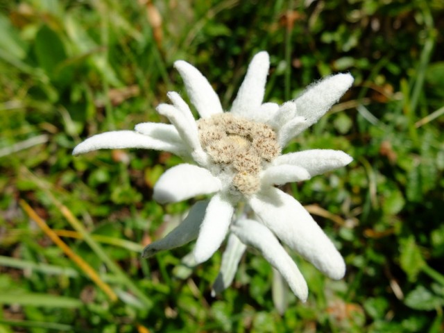 Edelweiss