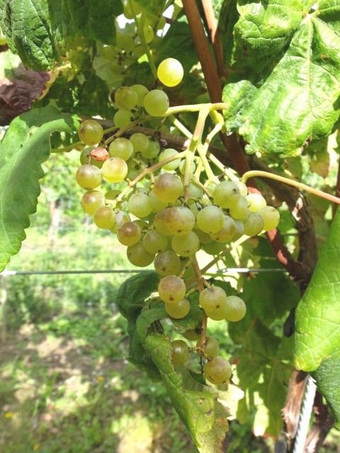 Traube_Bianca
