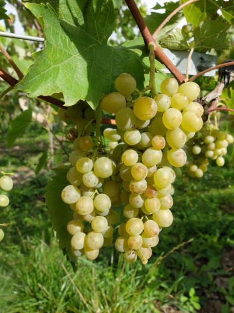 Traube_Verdilette_reif
