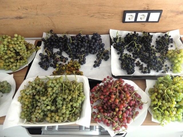 Trauben_in_der_Kueche