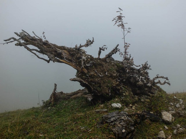 Baumstumpf_im_Nebel