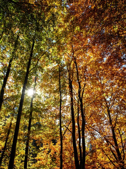 Herbstwald_3