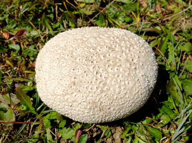 Kartoffelbovist_dickschaliger