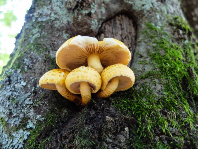 Pilz_unbekannt_2