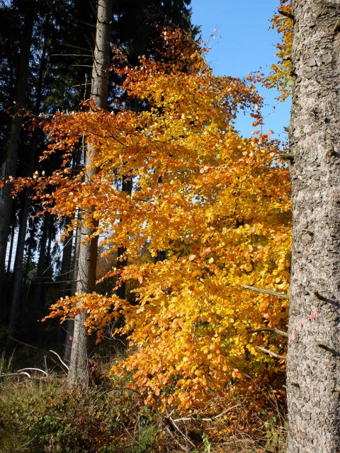 Buche_im_Herbst