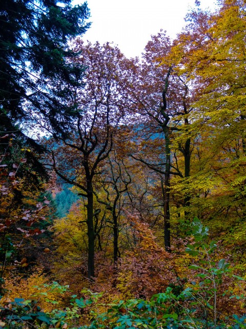 Herbstwald