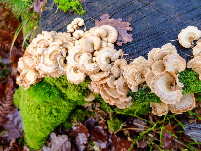 Baumpilz_unbekannt_1