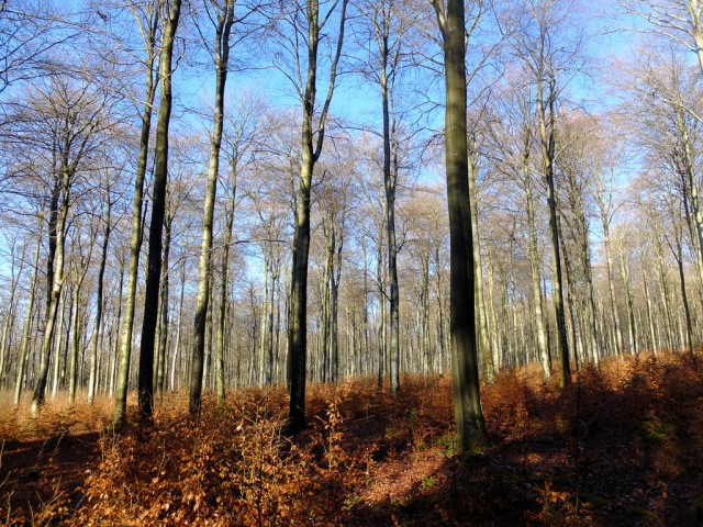Buchenwald_im_Herbst