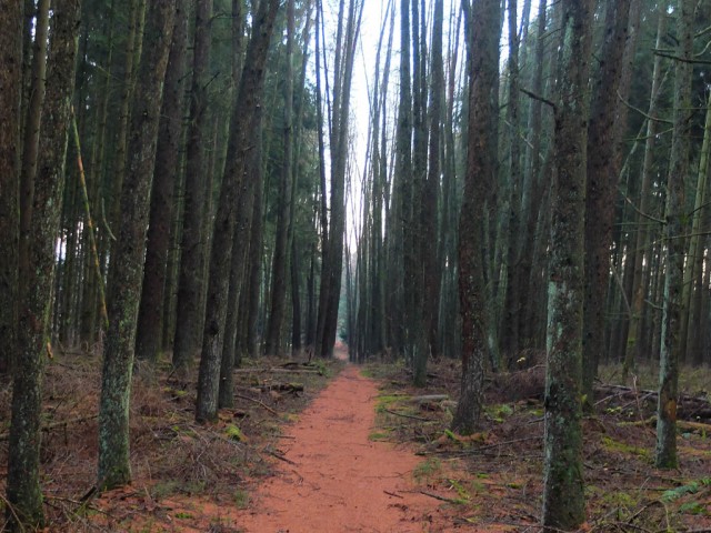 Laerchenwald_im_Herbst