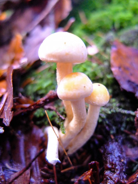 Pilz_unbekannt_1