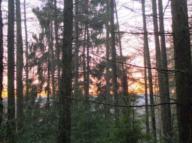 Wald_Sonnenuntergang