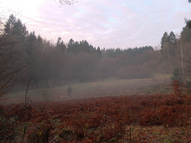 Waldwiese_Abendstimmung