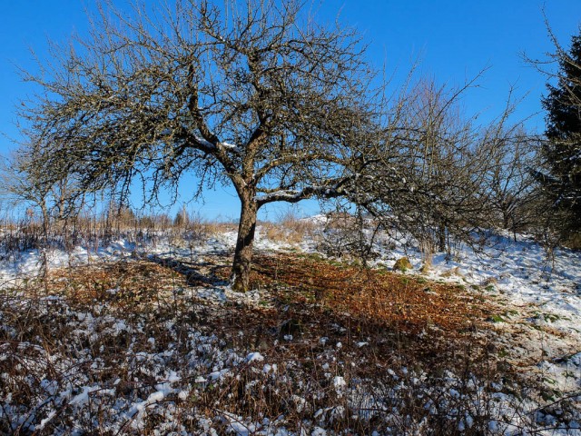 Apfelbaum_im_Winter