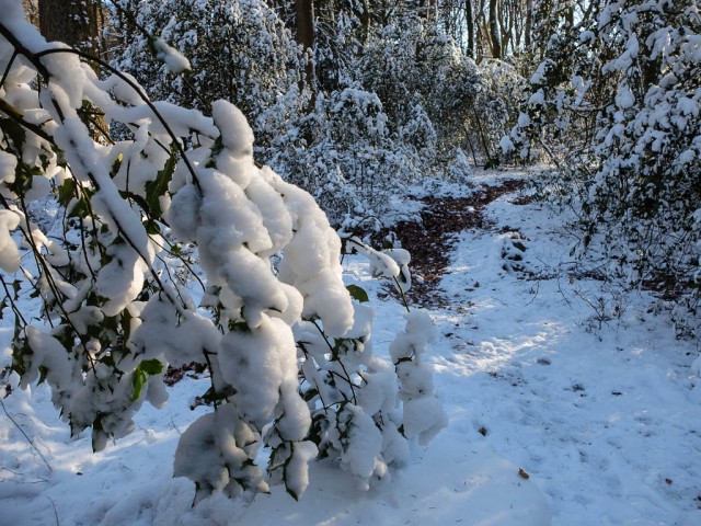 Walddistel_im_Winter