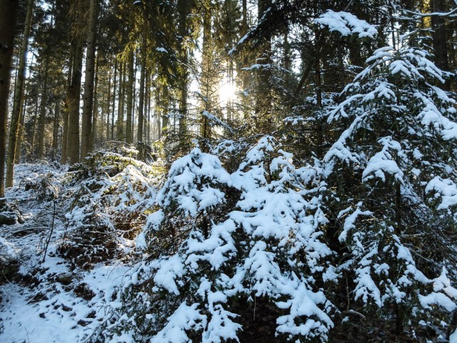 Winterwald_1