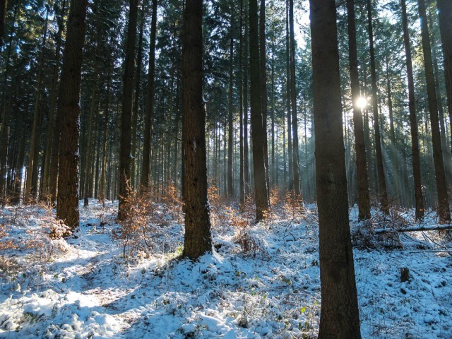 Winterwald_3